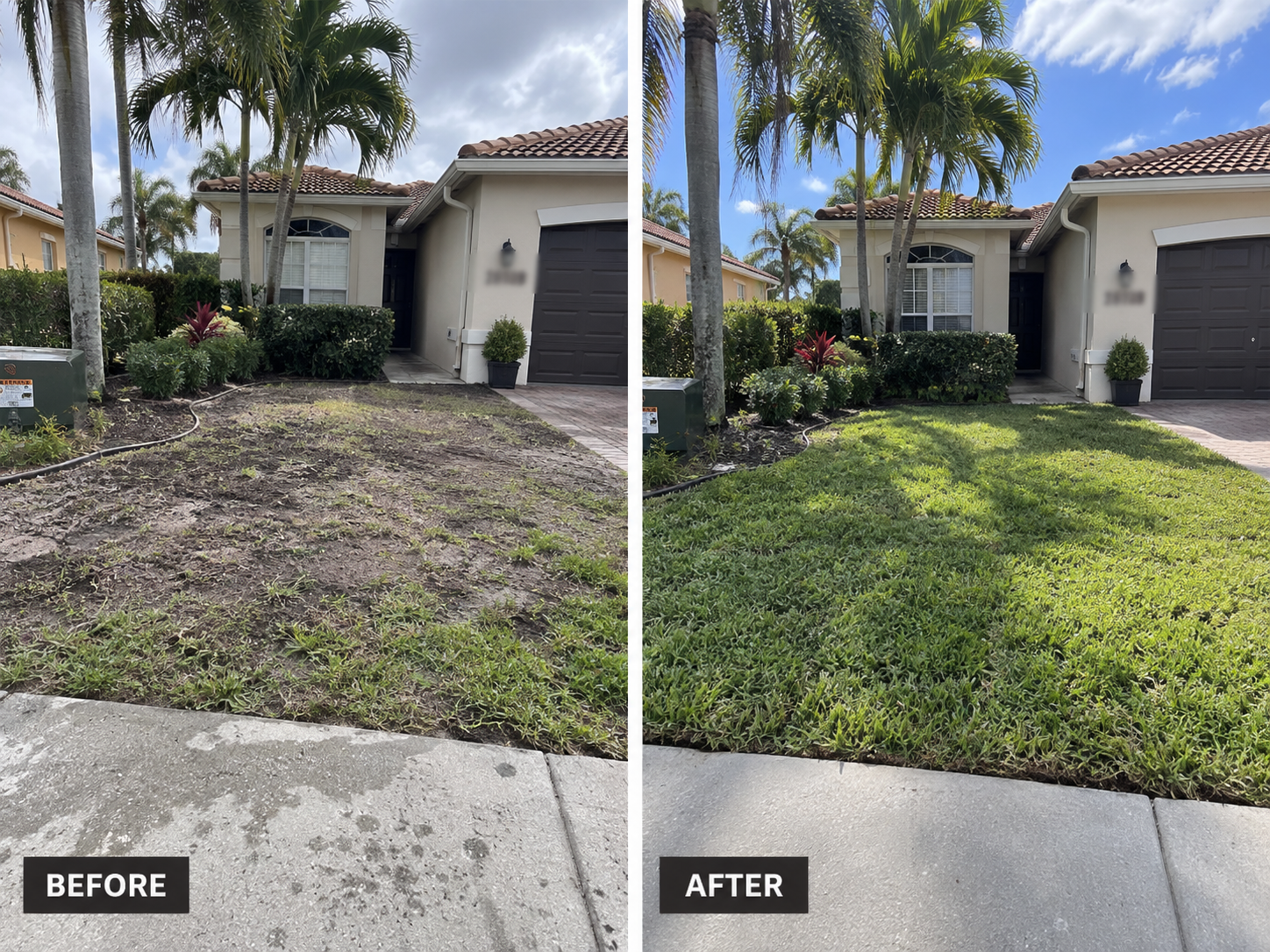 Patchy front lawn before and a green lawn after sod replacement