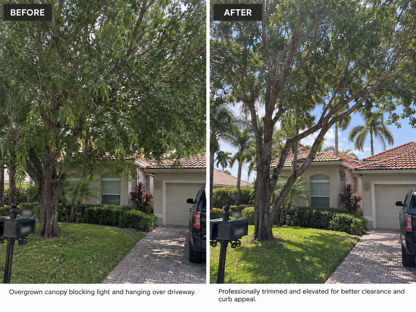 Tree trimming before and after
